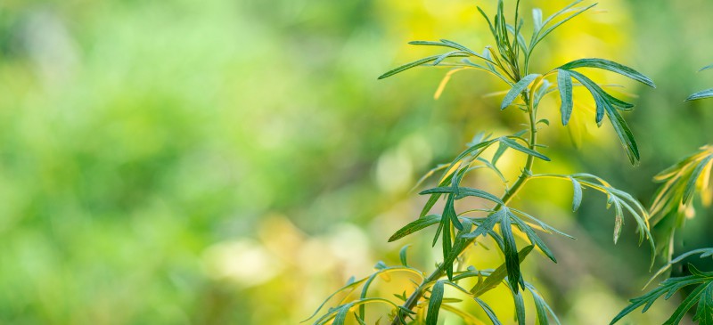 Artemisia annua - Dr. Axe