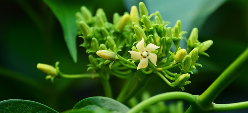 Gymnema sylvestre - Dr. Axe