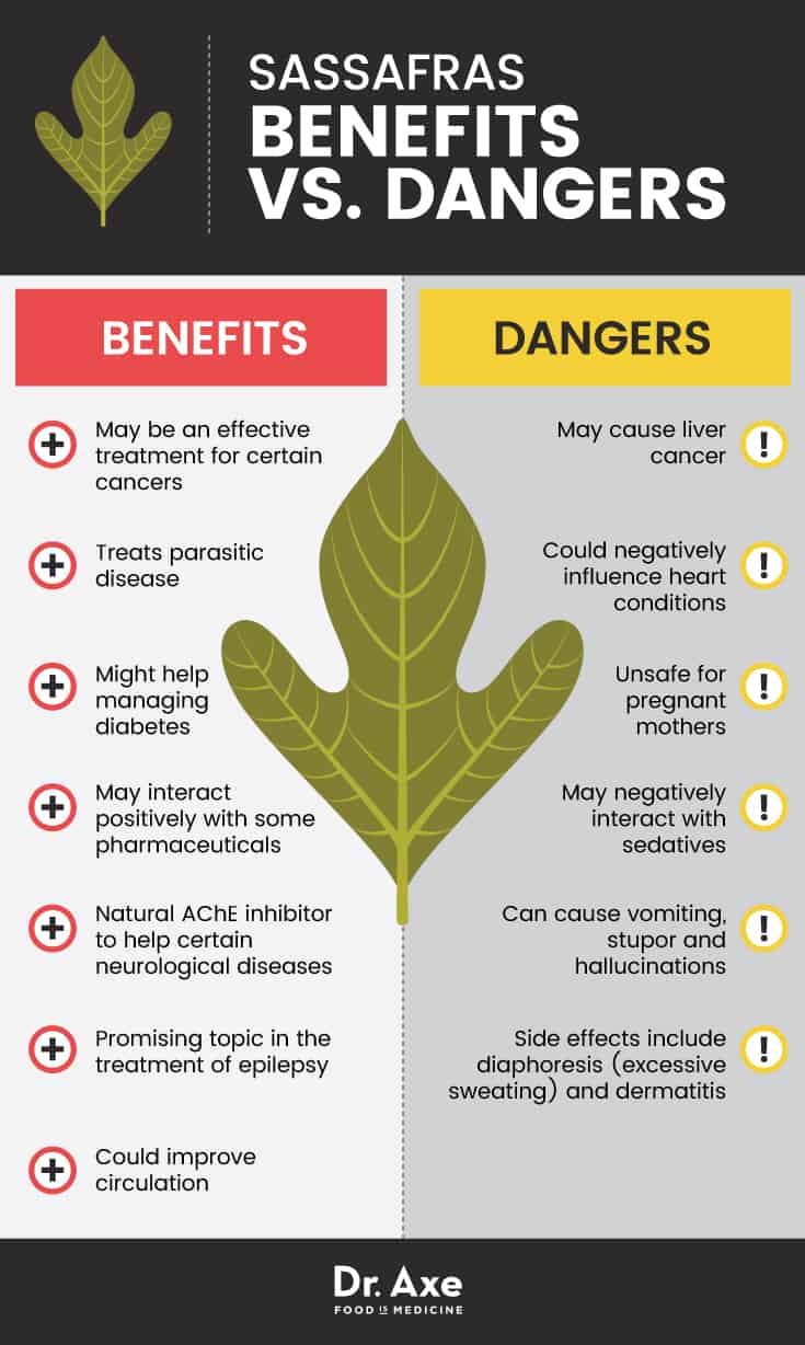 Avantages et dangers du sassafras - Dr. Axe